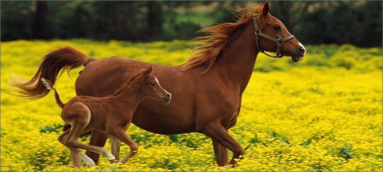 лошадь-с-жеребенком