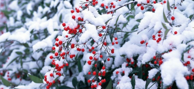 Народные приметы на 1 декабря &ndash; Роман Зимоуказатель, что можно и что нельзя в первый день зимы