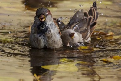 Воробьи купаются в лужах