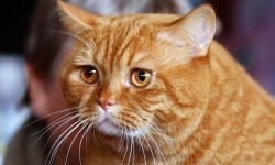 Разъяснение народных примет про рыжего кота