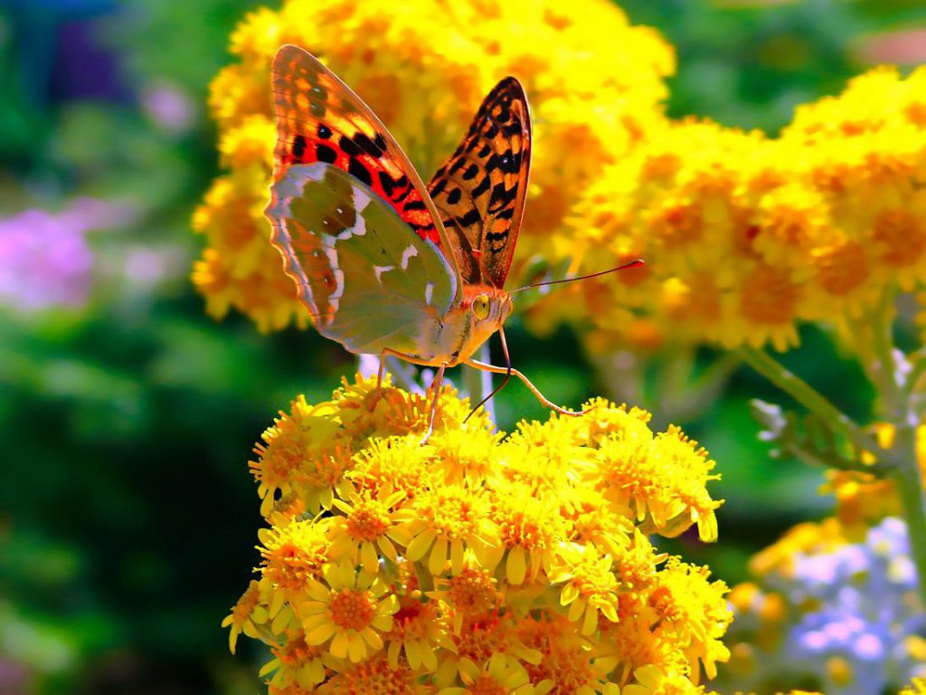 Народные приметы на июль 2020 года на каждый день