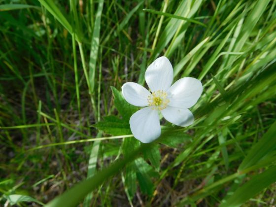 Тёплую погоду можно предугадать