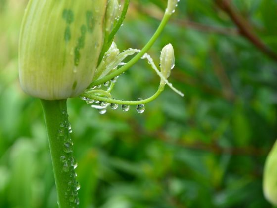 Поверья и приметы июня