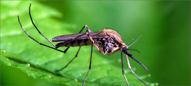 комар-на-листе