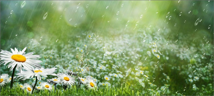 ромашки-под-дождем
