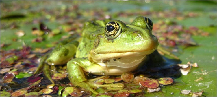 лягушка-молчит