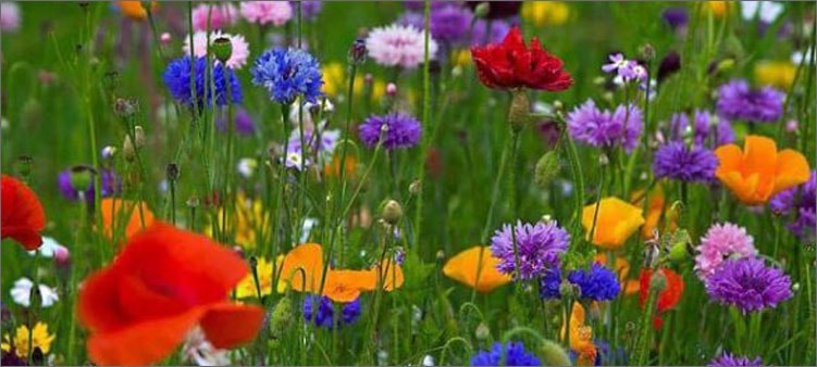 летние-цветы