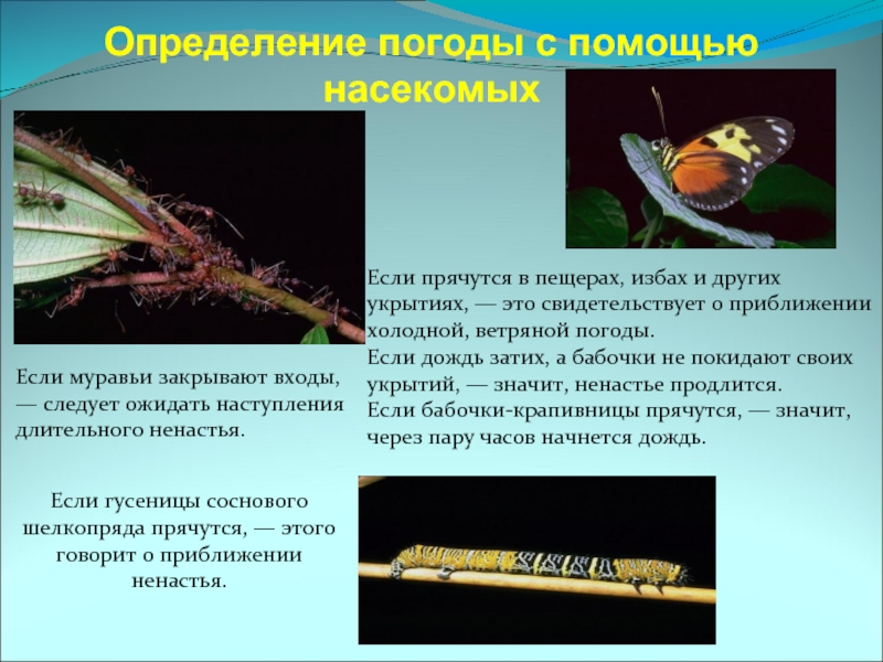 Определение погоды с помощью насекомыхЕсли муравьи закрывают входы, —