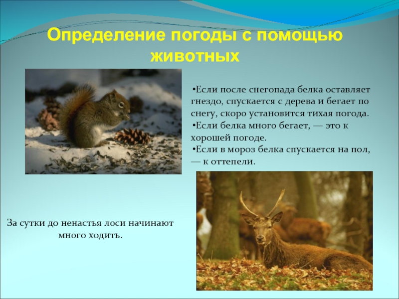 Определение погоды с помощью животныхЕсли после снегопада белка оставляет