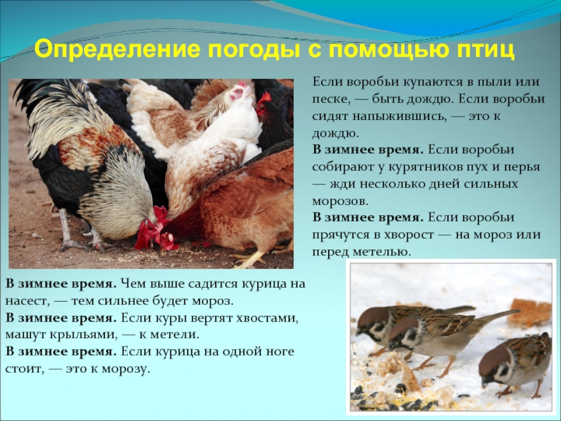 Определение погоды с помощью птицВ зимнее время. Чем выше