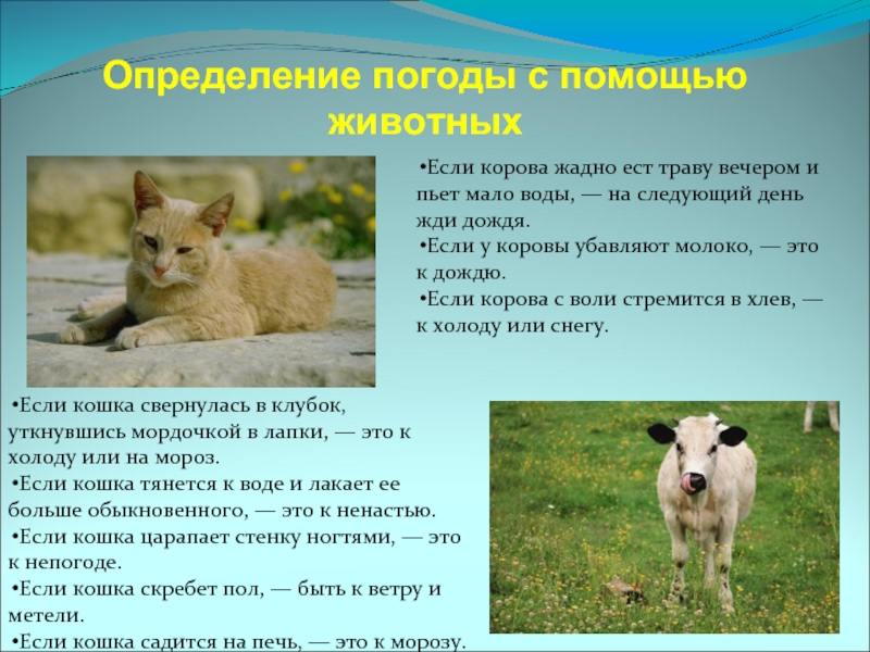 Определение погоды с помощью животныхЕсли кошка свернулась в клубок,