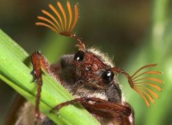 приметы мая месяца