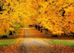 народные приметы осени