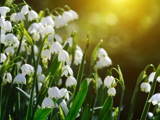 Таяние снега предвещает потепление