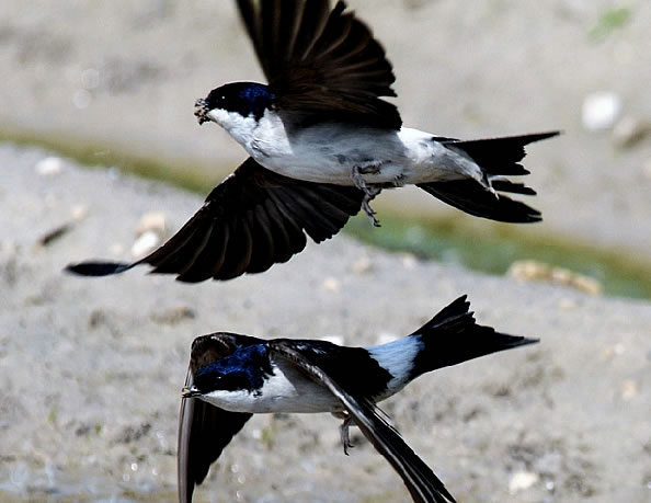 Народные приметы о погоде по животным