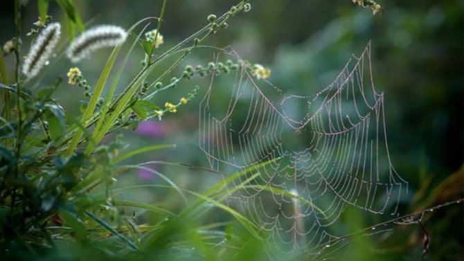 Паутина на траве