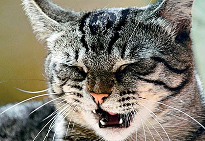 Народные приметы о погоде по животным, птицам