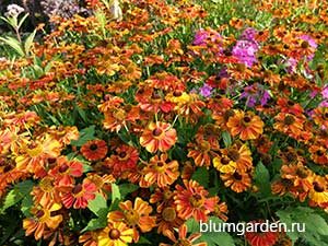 Август - цветет гелениум © blumgarden.ru