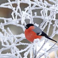 народные приметы о погоде на февраль