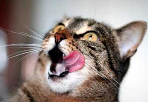 Приметы на основе наблюдений за животными. Приметы про погоду, которые определяют по животным