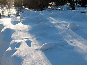 Снежный февраль © blumgarden.ru