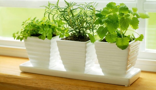 народные приметы связанные с растениями