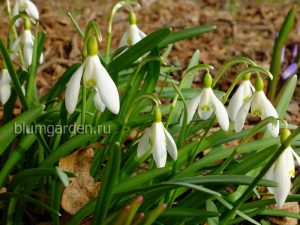 Апрель - цветут подснежники © blumgarden.ru