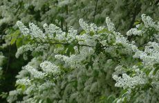 народные приметы на сегодняшний день по погоде