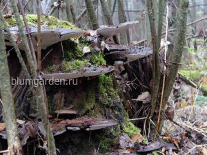 Ноябрь © blumgarden.ru