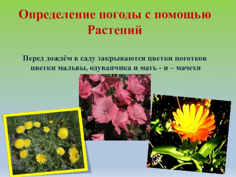 Определение погоды с помощью РастенийПеред дождём в саду закрываются