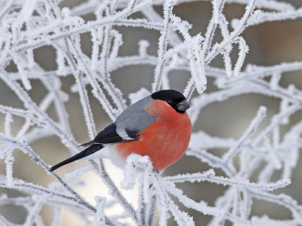 Народные приметы погоды на декабрь