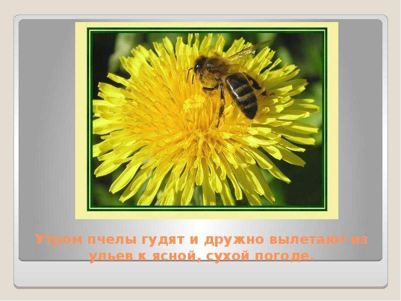 Народные приметы, с помощью которых можно предсказать погоду, слайд №14