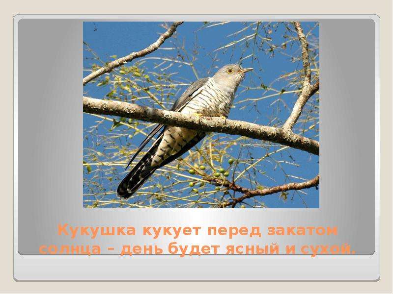 Народные приметы, с помощью которых можно предсказать погоду, слайд №7