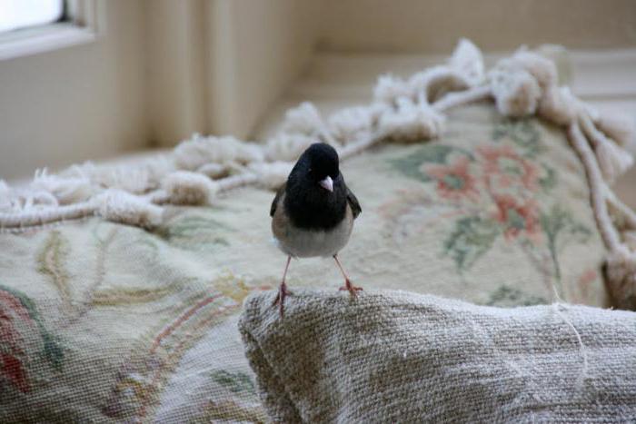 приметы про птиц синица