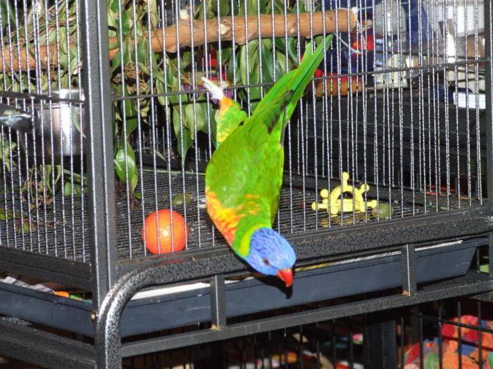 народные приметы про птиц синица