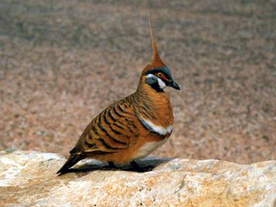 Приметы про птиц