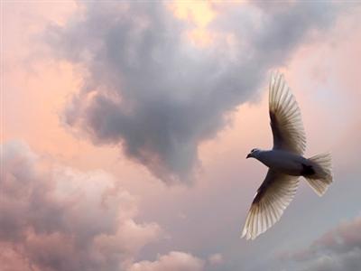 Примета птица накакала