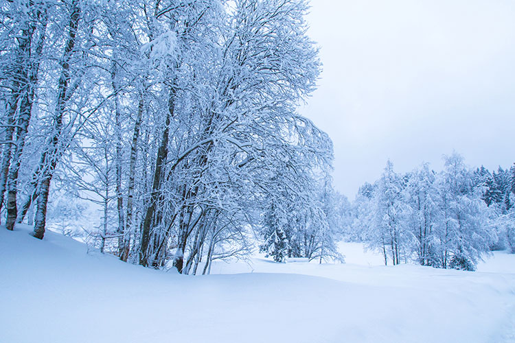 Зимний пейзаж, январь
