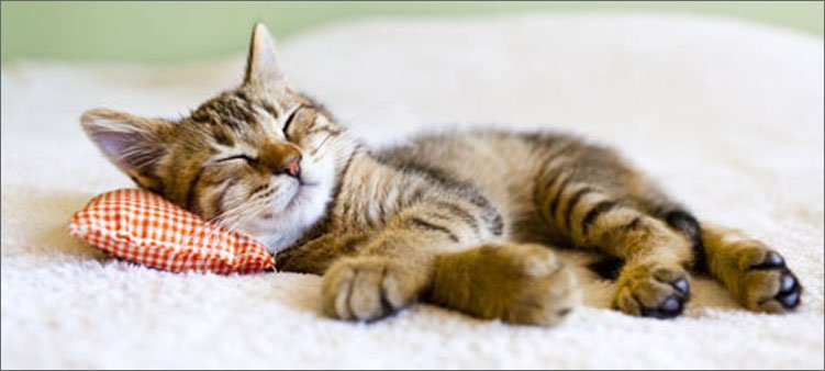 котенок-спит-на-подушке