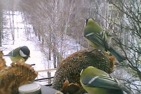 народные приметы и погода