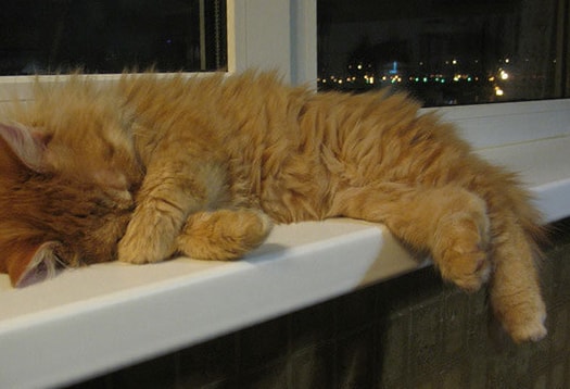 Определяем погоду по поведению кошки