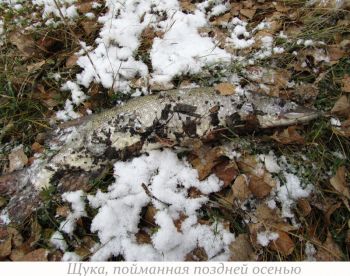 щука, пойманная поздней осенью