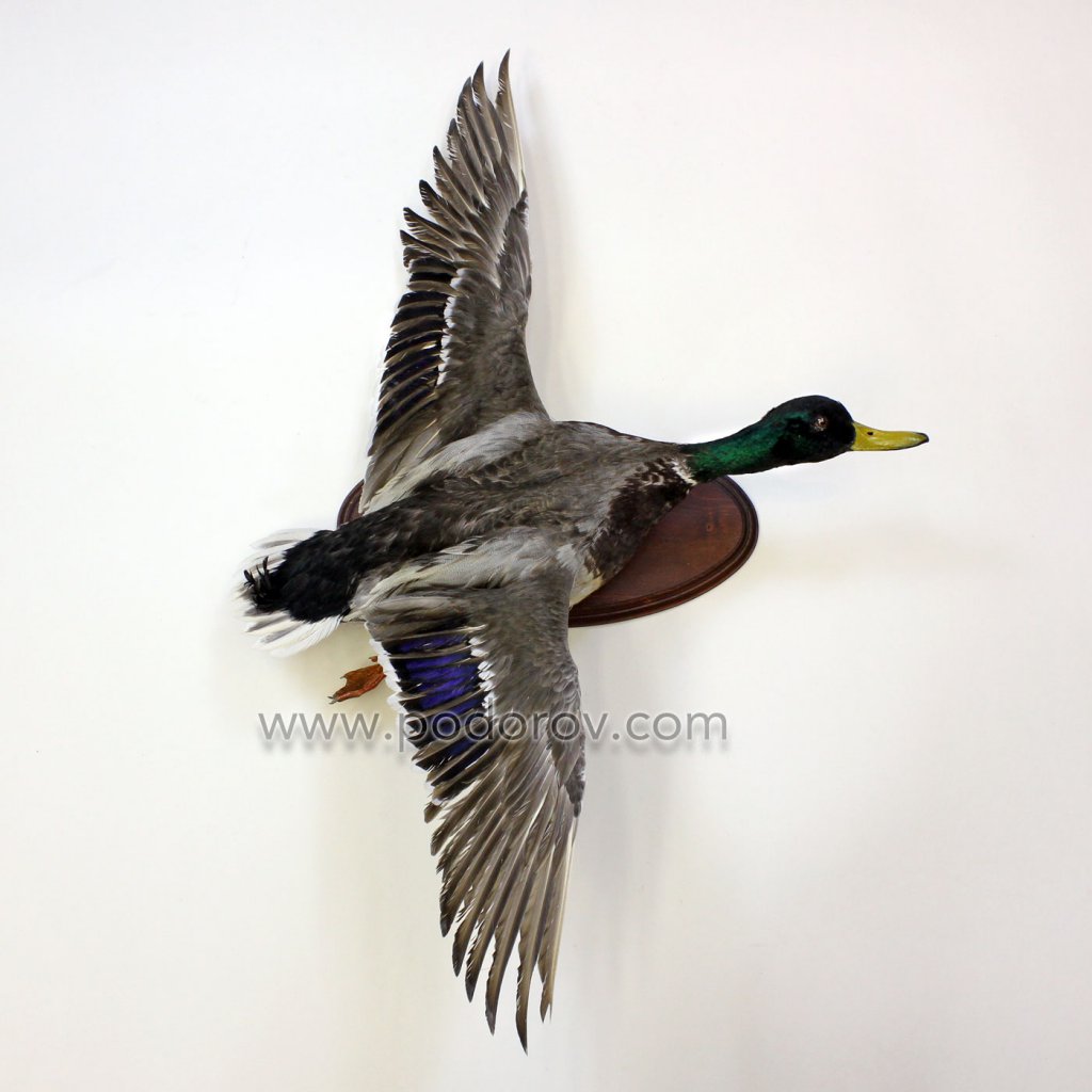 чучело кряквы