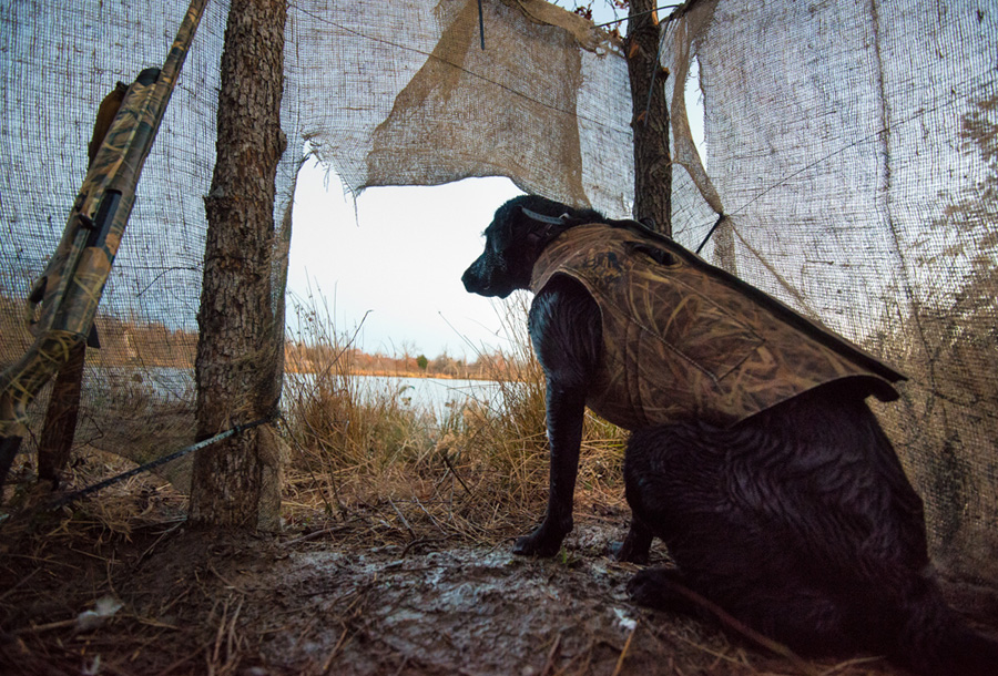 Охота на уток с собакой