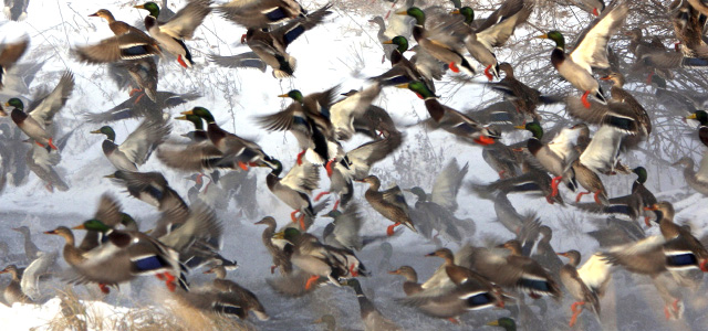 Охота на уток