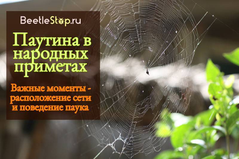 Паутина – все приметы, связанные с паучьей сетью