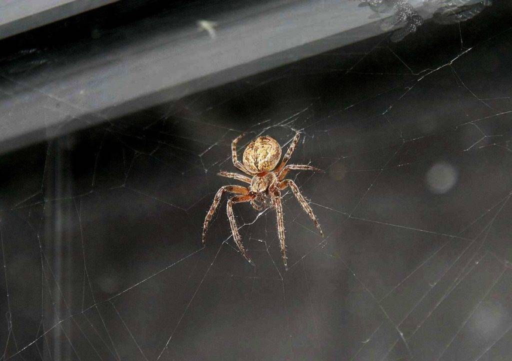 Паутина: народные приметы - от &laquo;ловца снов&raquo; до славянских обычаев