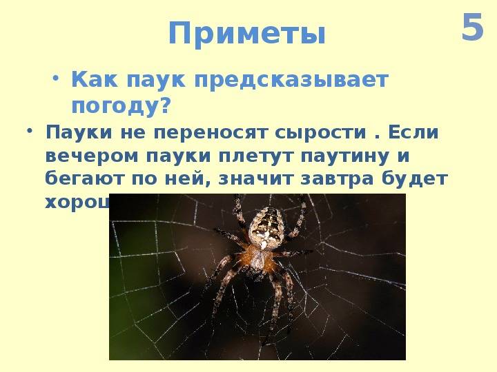 Самые точные приметы про пауков