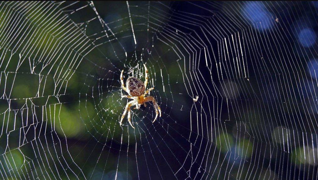 Интересные приметы про пауков