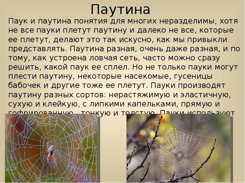 Паутина – все приметы, связанные с паучьей сетью. блог "магия биологии" почему осенью в воздухе много паутины